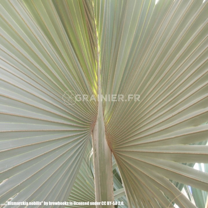 Palmier de Bismarck, Bismarckia nobilis silver image